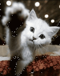 pic for cute kittens :)